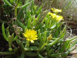 Delosperma leendertziae small buds